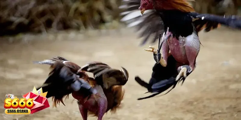 Đá Gà Cược tổng số ván đấu gà