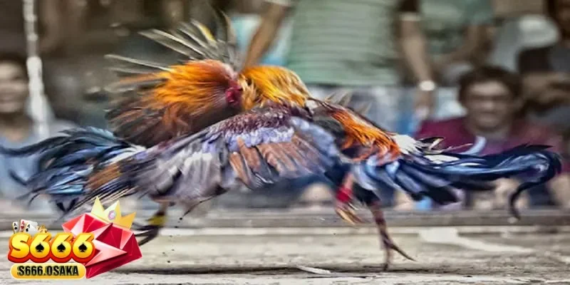 đá gà Thomo đá gà Thomo