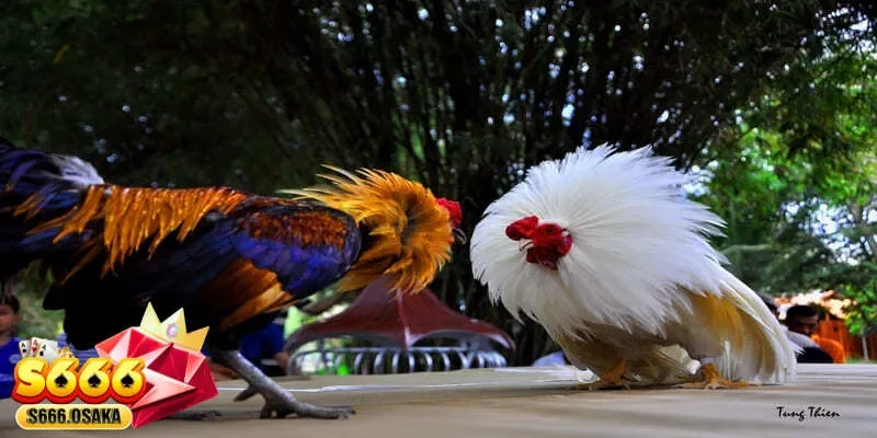 đá gà Thomo đá gà Thomo