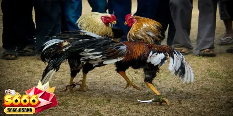 đá gà tre đá gà tre