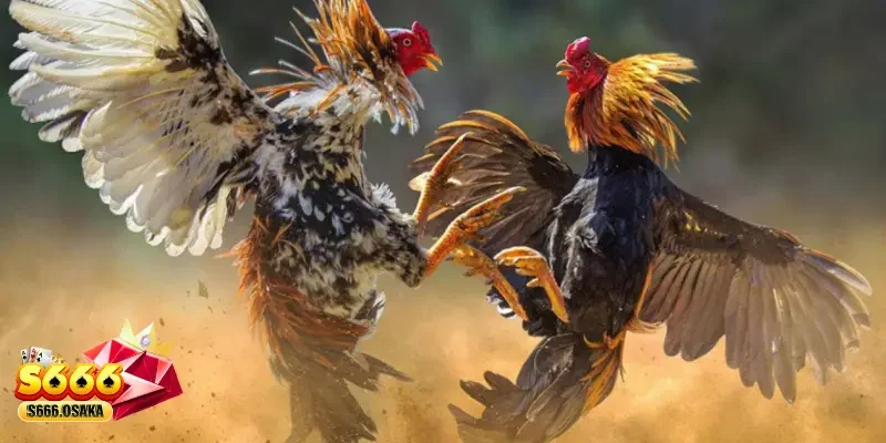 Đá Gà Những lưu ý quan trọng khi tham gia game Đá Gà