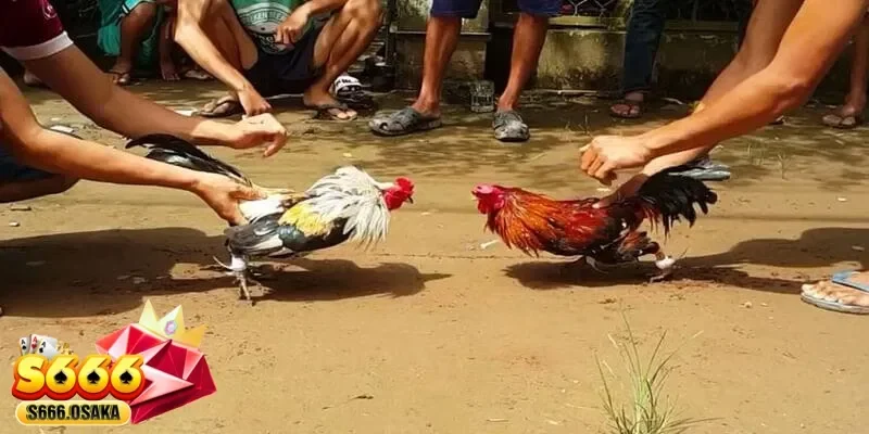 đá gà tre đá gà tre