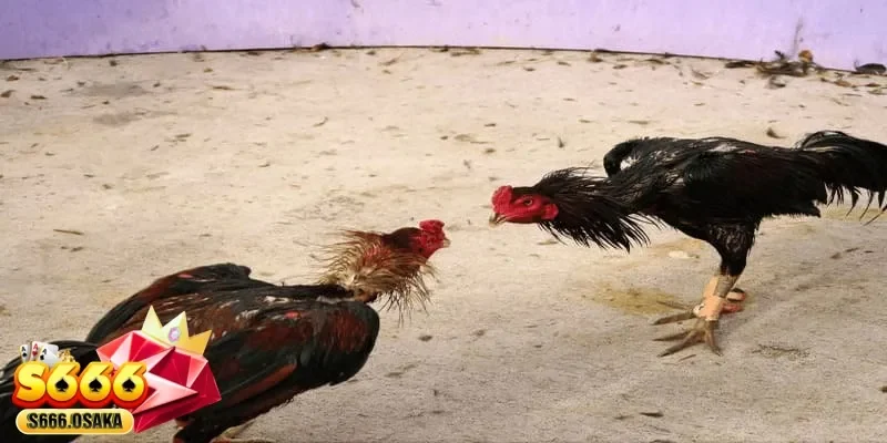 đá gà Thomo đá gà Thomo