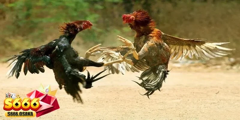 đá gà tre đá gà tre